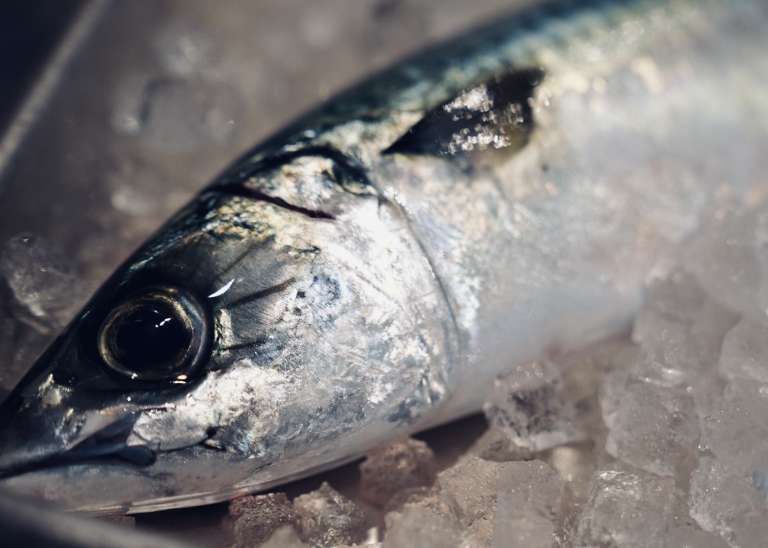 関サバの魅力が伝わるイメージ